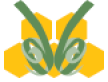 Altruistic Bee Logo