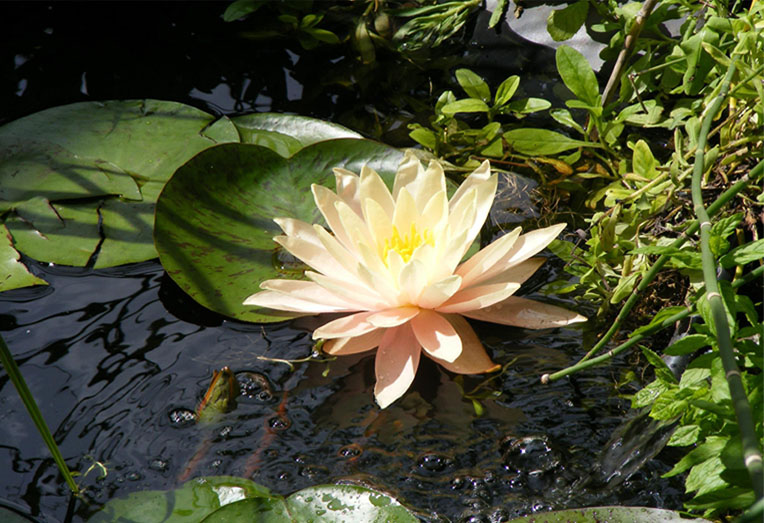 Pink Water Lilly