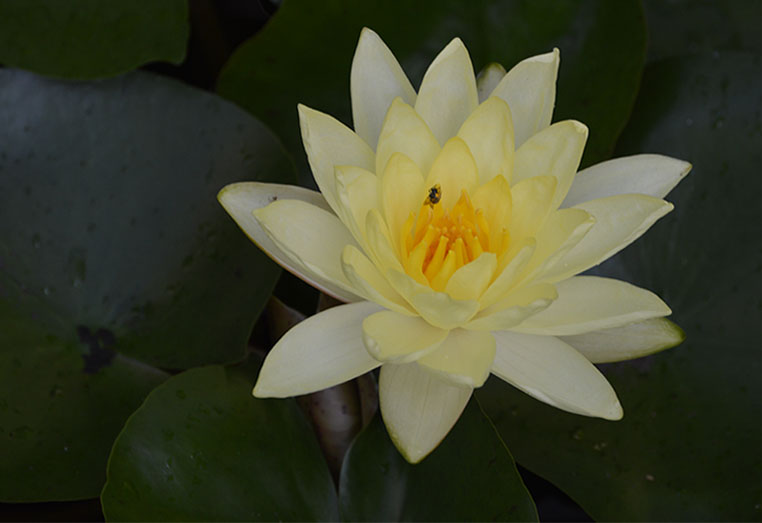 Yellow Water Lilly